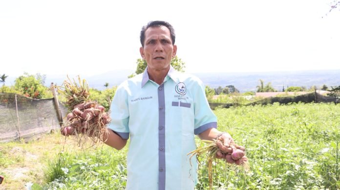 Desa Bangun Budidaya Bawang Merah Tanpa Kompos Kandang