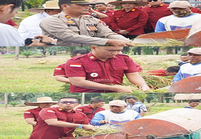 Panen Raya Padi, Lapas Narkotika Langkat Wujudkan Program Ketahanan Pangan Nasional