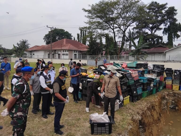 Pemusnahan Buah Mangga Ilegal Asal Thailand Digelar di Medan, Dandenpom I/5 Turut Hadir